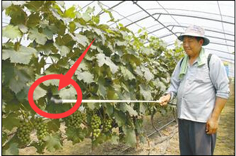 叶面肥施用指南 叶面肥施用指南