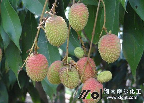 荔枝需肥特点