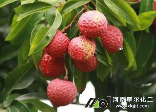 适合荔枝叶面肥
