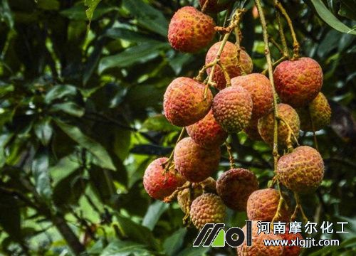 荔枝叶面肥喷施时间
