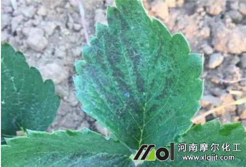 草莓药害解救