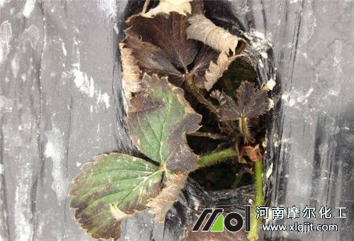 草莓药害解救