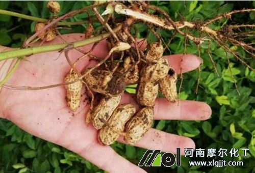 花生成熟晚期追肥