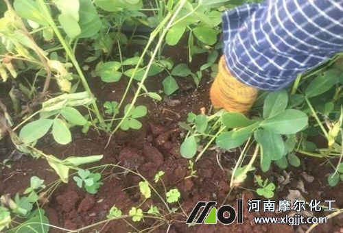 花生成熟晚期追肥