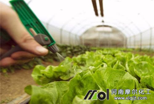 生菜叶面肥使用注意