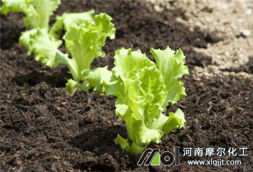 生菜种植