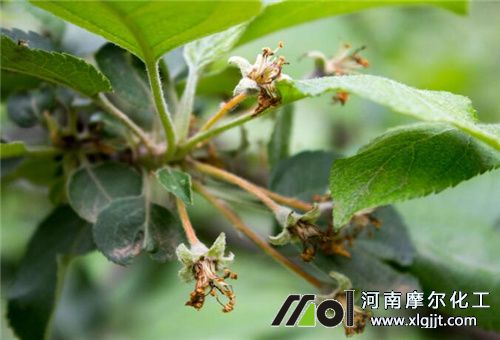糖醇钙落果后使用