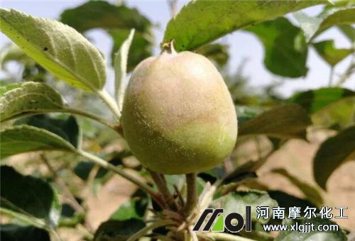 糖醇钙膨大期使用